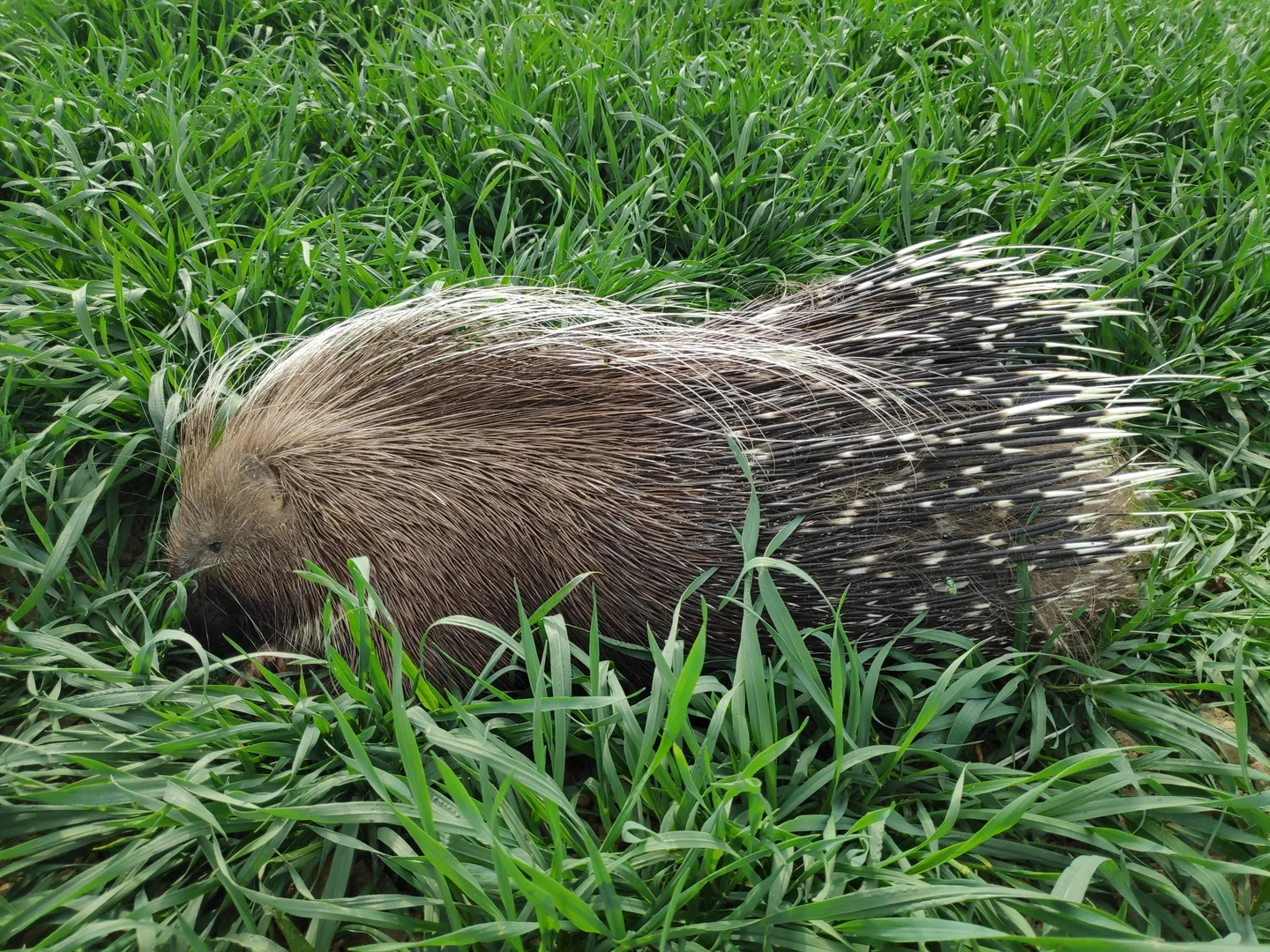 African Crested Porcupine