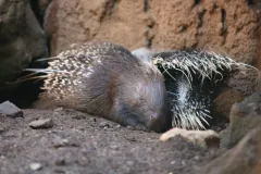 Two captive crested porcupines asleep side by side against a rock wall, banded quills spread over their backs