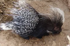 Captive crested porcupine walking on bare earth, long black-and-white quills swept back to a white tail