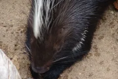 Captive crested porcupine seen from above, the long white crest bristles rising from its neck