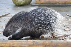 Captive crested porcupine walking along a wooden boardwalk, black-and-white banded quills raised along its back