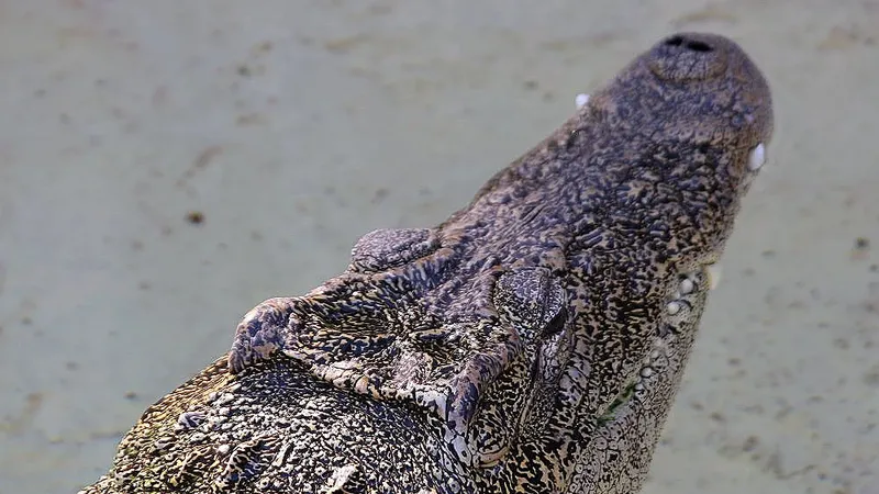 Cuban Crocodile (Crocodylus rhombifer) swimming in freshwater wetlands