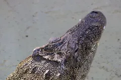 Cuban Crocodile (Crocodylus rhombifer) swimming in freshwater wetlands
