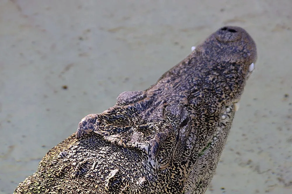 Cuban Crocodile (Crocodylus rhombifer) swimming in freshwater wetlands