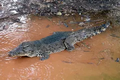 Cuban Crocodile (Crocodylus rhombifer) in native wild habitat