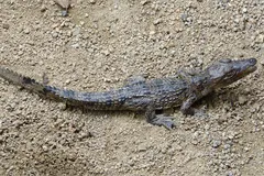 Cuban Crocodile (Crocodylus rhombifer) in native wild habitat