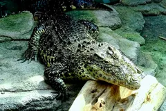 Cuban Crocodile (Crocodylus rhombifer) in native wild habitat