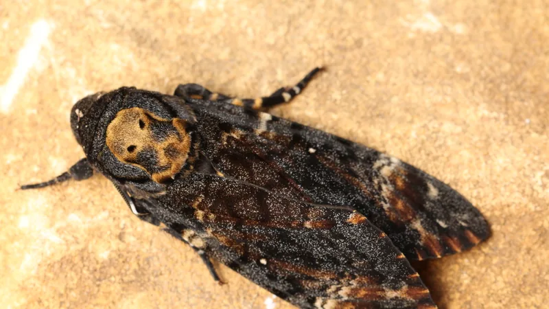 Death's-head hawkmoth at rest, the pale face-like mark clear on its thorax