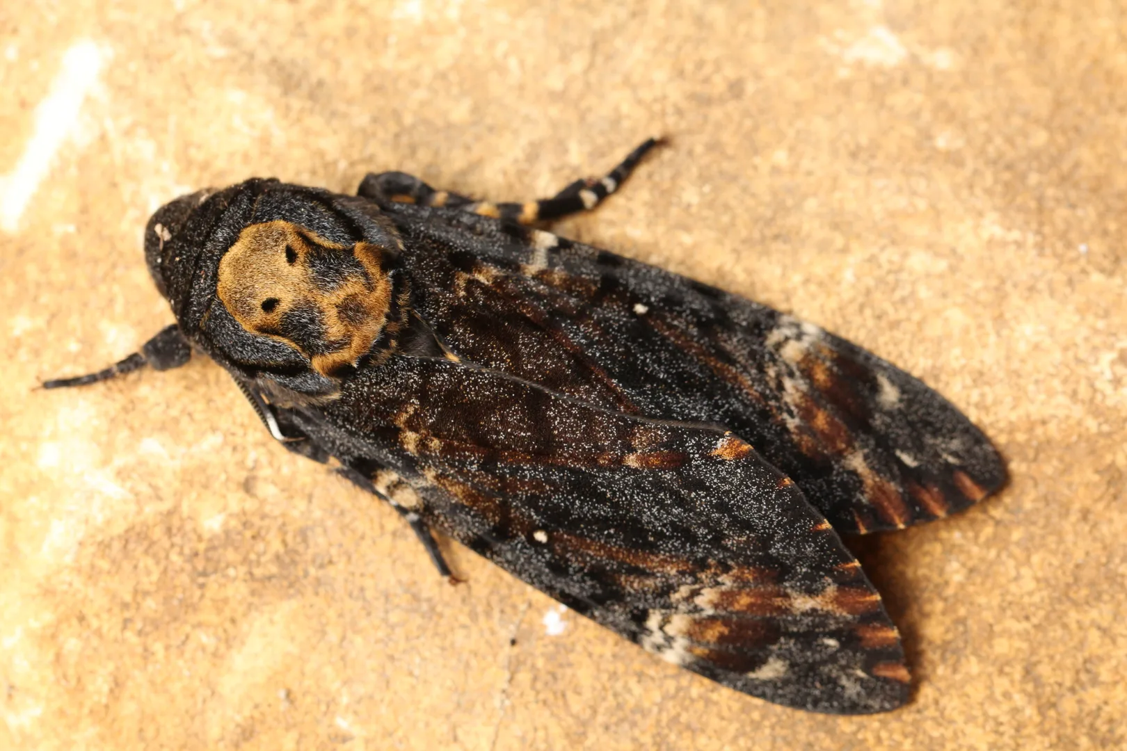 Death's-Head Hawkmoth