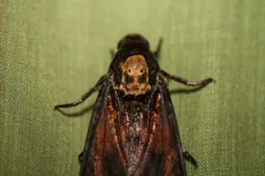 Close view of the death's-head hawkmoth's thorax and its famous pale pattern