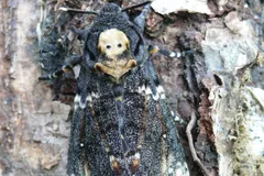 Death's-head hawkmoth camouflaged on grey tree bark
