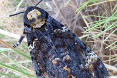 Death's-head hawkmoth resting among grass stems, wings folded