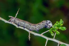 Grey and brown death's-head hawkmoth caterpillar on a twig