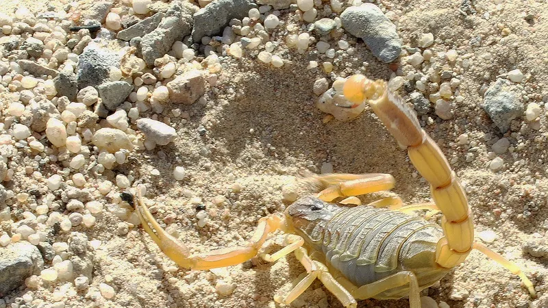 Pale yellow deathstalker on gravelly desert sand, tail arched over its back