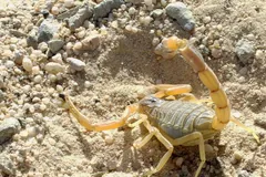 Pale yellow deathstalker on gravelly desert sand, tail arched over its back
