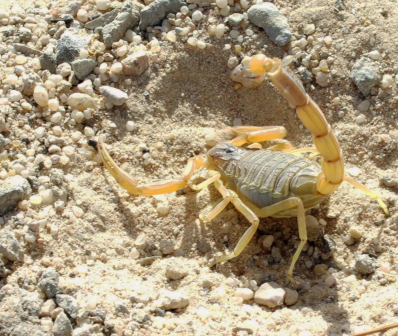 Deathstalker Scorpion