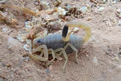 Deathstalker with a dark body and yellow legs walking across dry desert ground