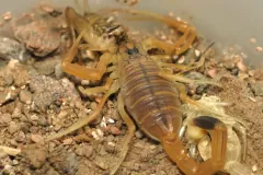 Captive deathstalker feeding on an insect on sandy ground, body and pincers seen from above