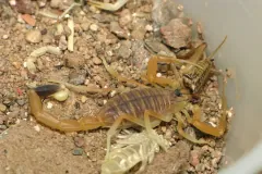 Captive deathstalker with its dark-tipped tail curled over its back, holding prey