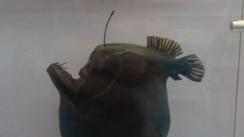 Deep-Sea Anglerfish in natural habitat