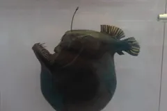 Deep-Sea Anglerfish in natural habitat