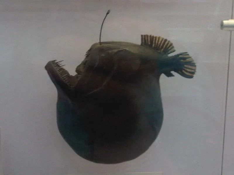 Deep-Sea Anglerfish in natural habitat