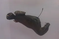 Deep-Sea Anglerfish in natural habitat