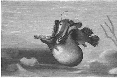 Deep-Sea Anglerfish in natural habitat
