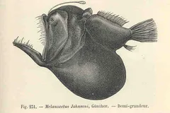 Deep-Sea Anglerfish in natural habitat