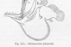 Deep-Sea Anglerfish in natural habitat