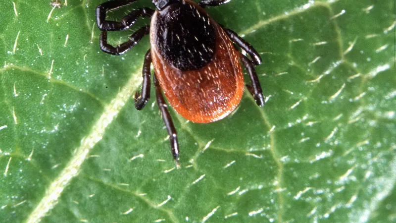 Adult female deer tick with a red-brown body and black shield on a leaf