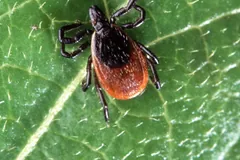 Deer Tick