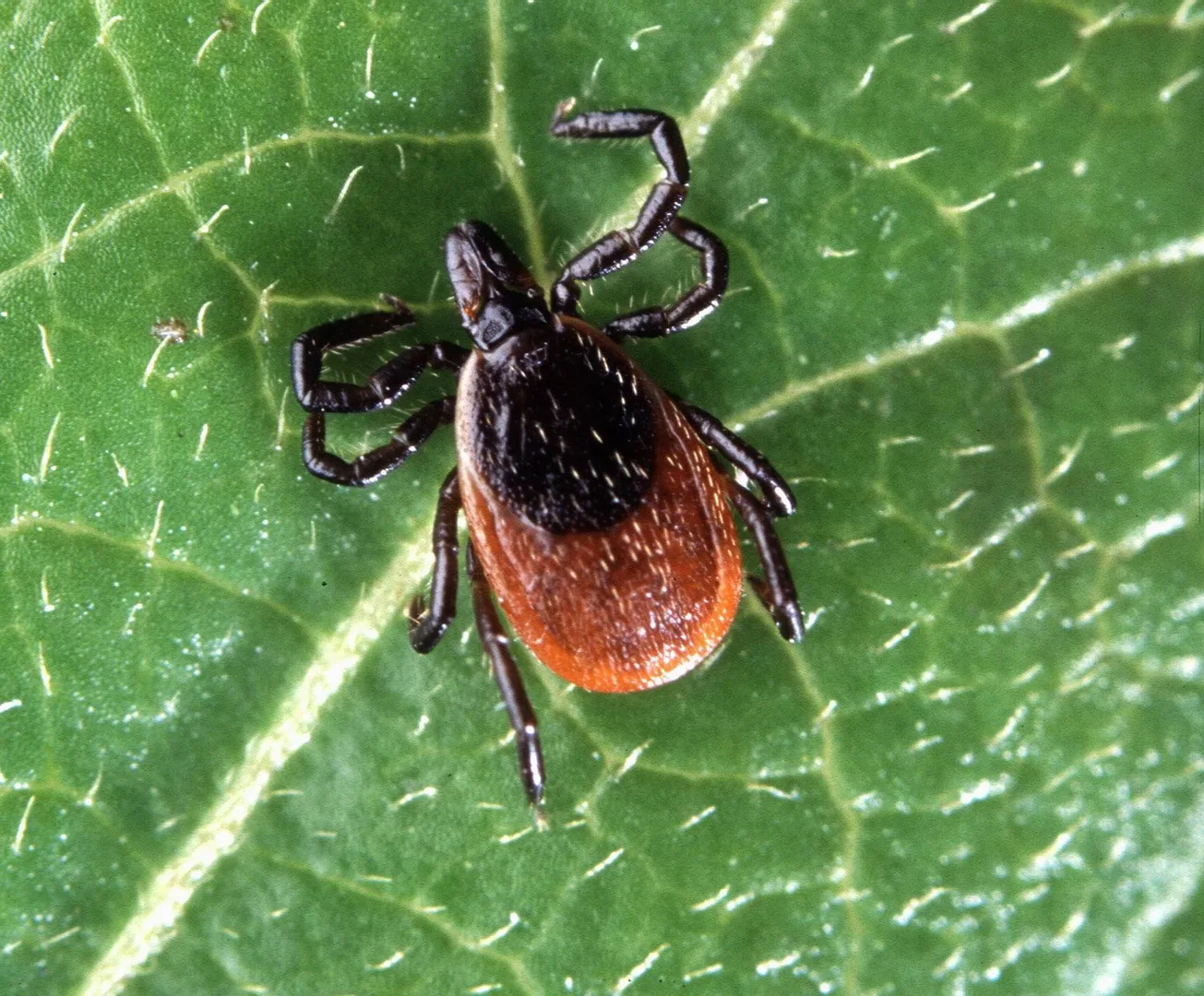 Deer Tick