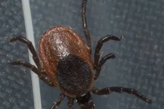 Deer tick with eight dark legs walking across a grey surface