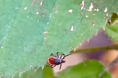 Tiny deer tick with a red-brown body waiting on the edge of a green leaf