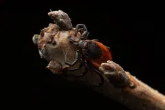 Deer tick with dark legs and a red-brown body perched on a bare twig tip