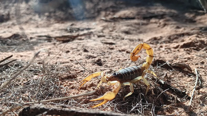 A desert hairy scorpion on red sandy ground among dry twigs, yellow pincers forward and tail curled up over its back