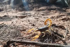A desert hairy scorpion on red sandy ground among dry twigs, yellow pincers forward and tail curled up over its back