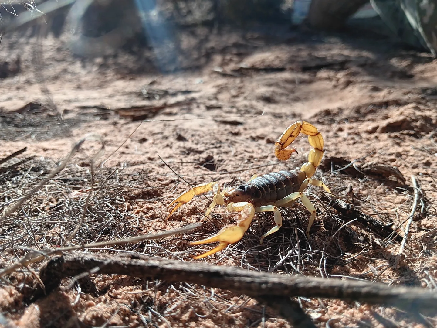 Desert Hairy Scorpion