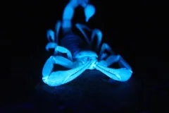 Desert hairy scorpion glowing blue on dark ground, facing forward with its pincers spread