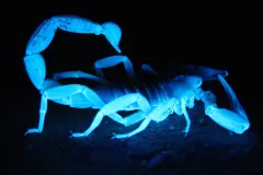 Desert hairy scorpion glowing blue on dark ground, seen side-on with its tail arched over its back
