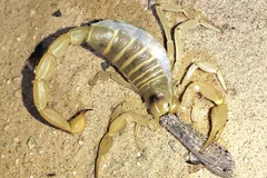 A pale yellow desert hairy scorpion seen from above on sand, feeding on a grey winged insect held in its mouthparts