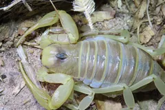 Close view from above of a desert hairy scorpion's striped yellow body and thick pincers on dry sand