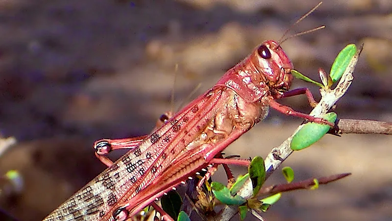 Pink young adult desert locust clinging to a twig