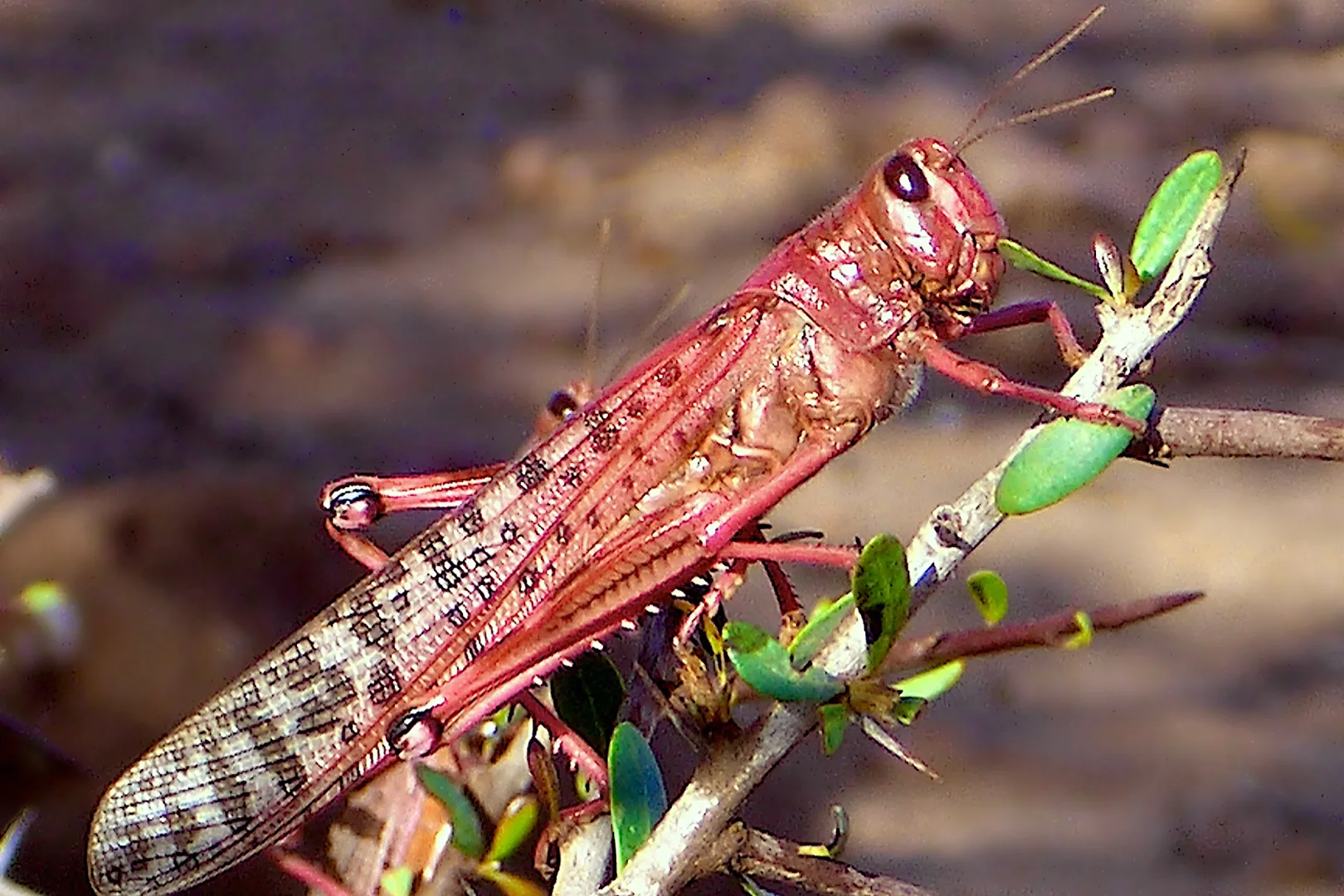 Pink young adult desert locust clinging to a twig