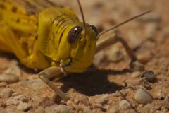 Yellow mature desert locust on sandy ground