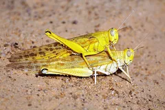 Pair of yellow desert locusts mating on sand