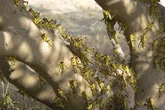 Swarming desert locusts crowding the branches of a shrub