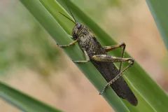 Grey-brown solitary desert locust on a green stem