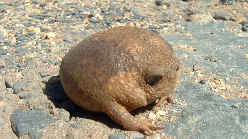 Desert Rain Frog (Breviceps macrops) displaying natural behavioral traits in wild habitat